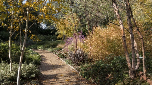 A path meanders through the garden at Mottisfont, Hampshire edged by plants and trees in autumn colour